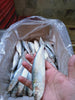 FZN DD SARDINE 600G